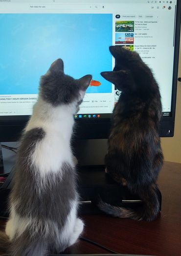 Two Cats Looking at the Computer Screen