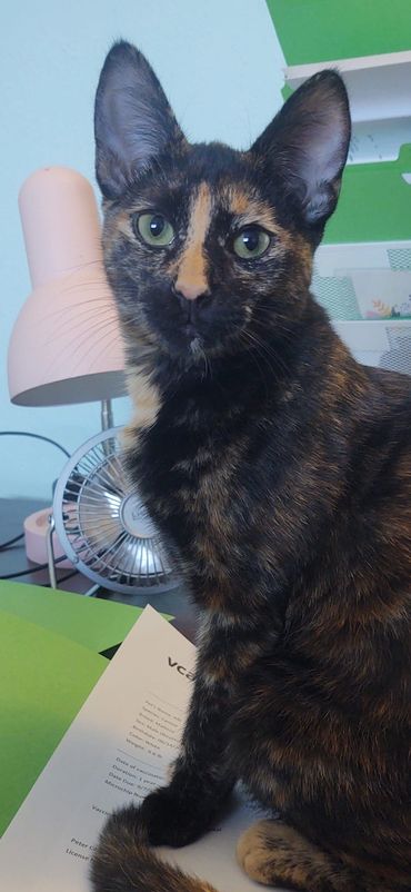 A Black and Brown Color Cat Looking at the Lens