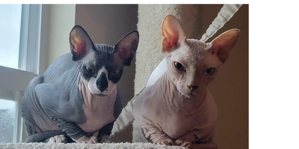 Houston Sphynx kittens for sale