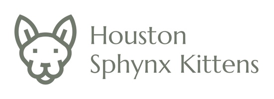 Houston Sphynx Kittens