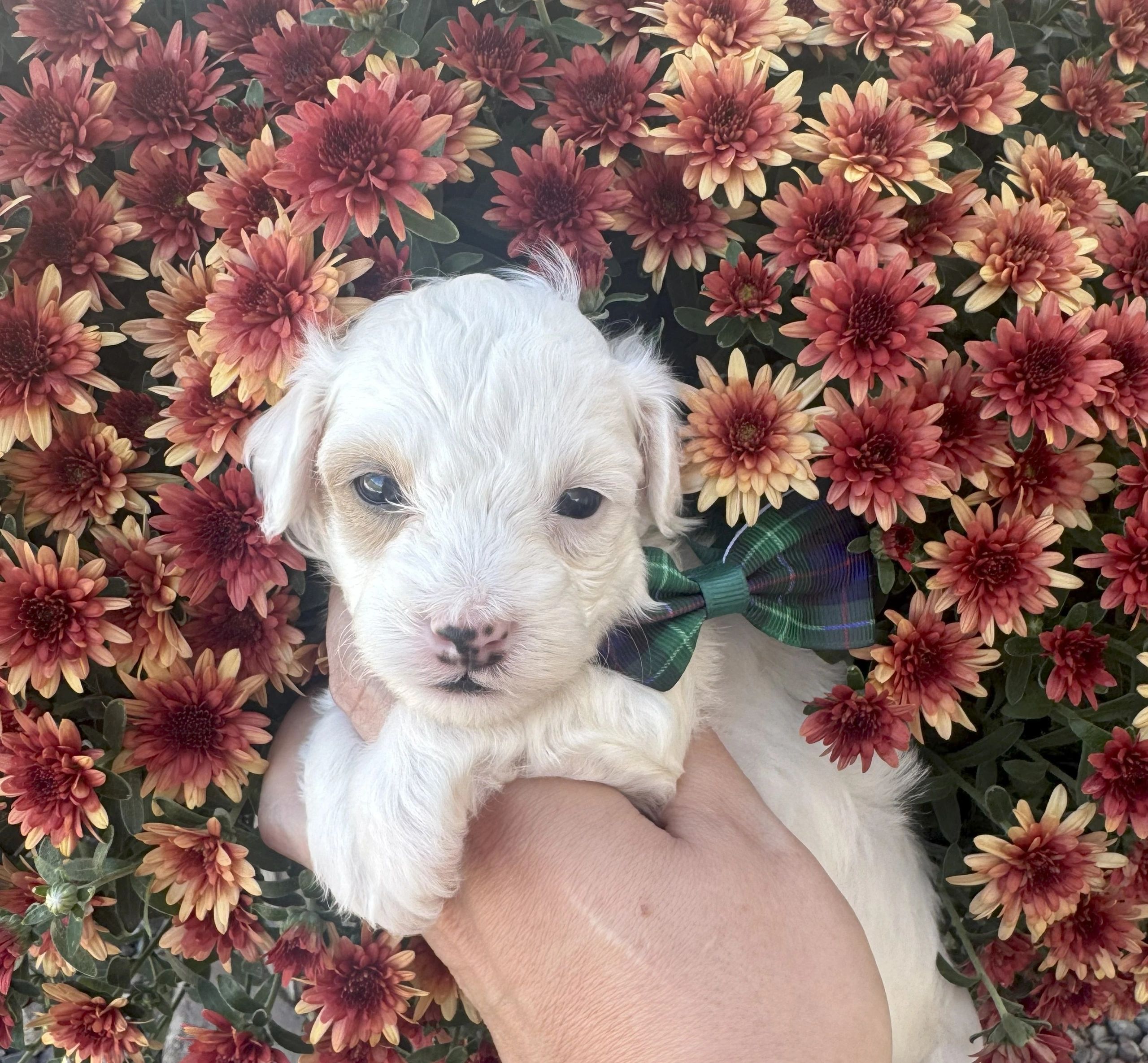 Puppy with a plaid bow tie surrounded by reddish flowers.