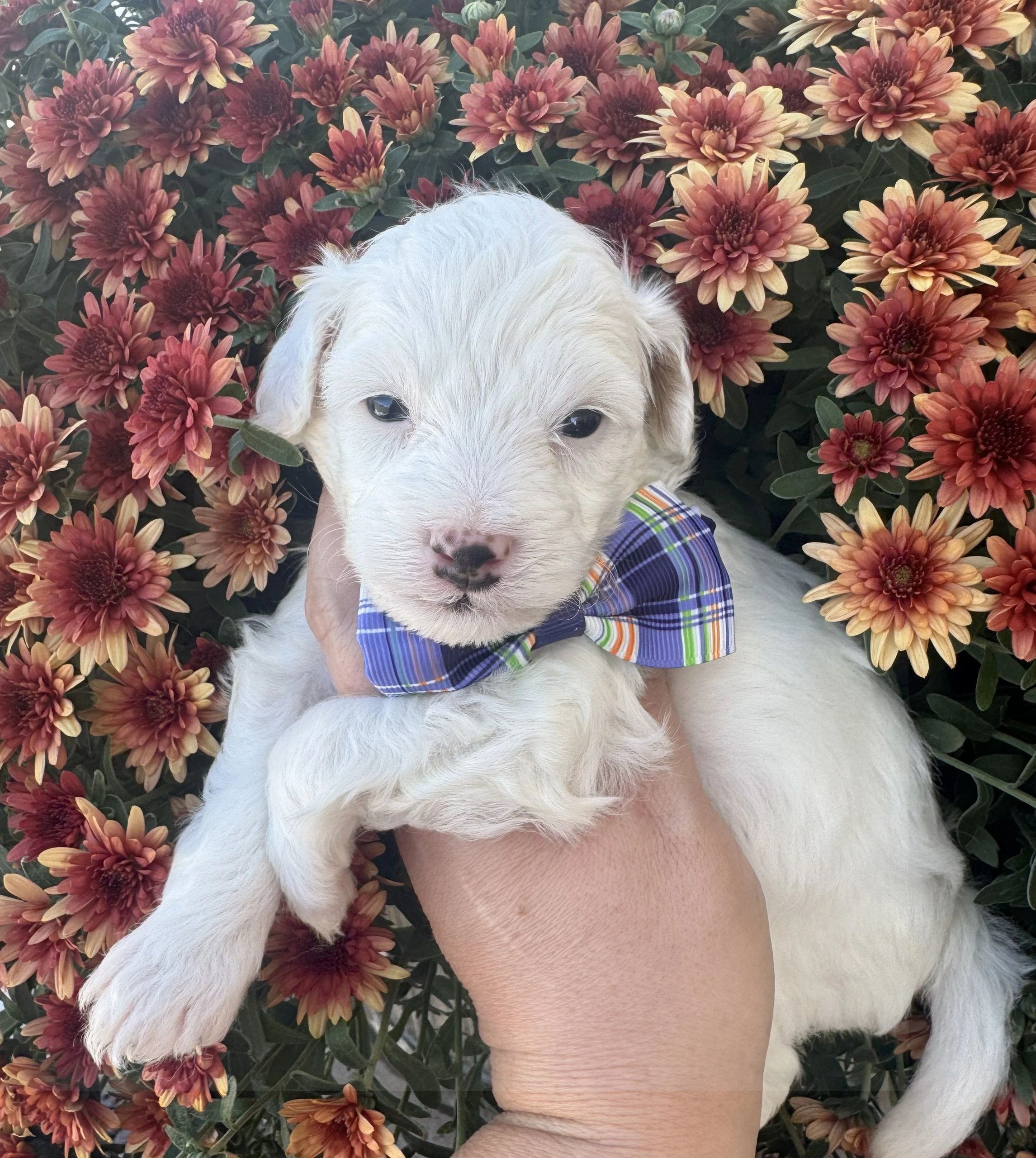 White puppy wearing a plaid bow tie with flowers in the background.