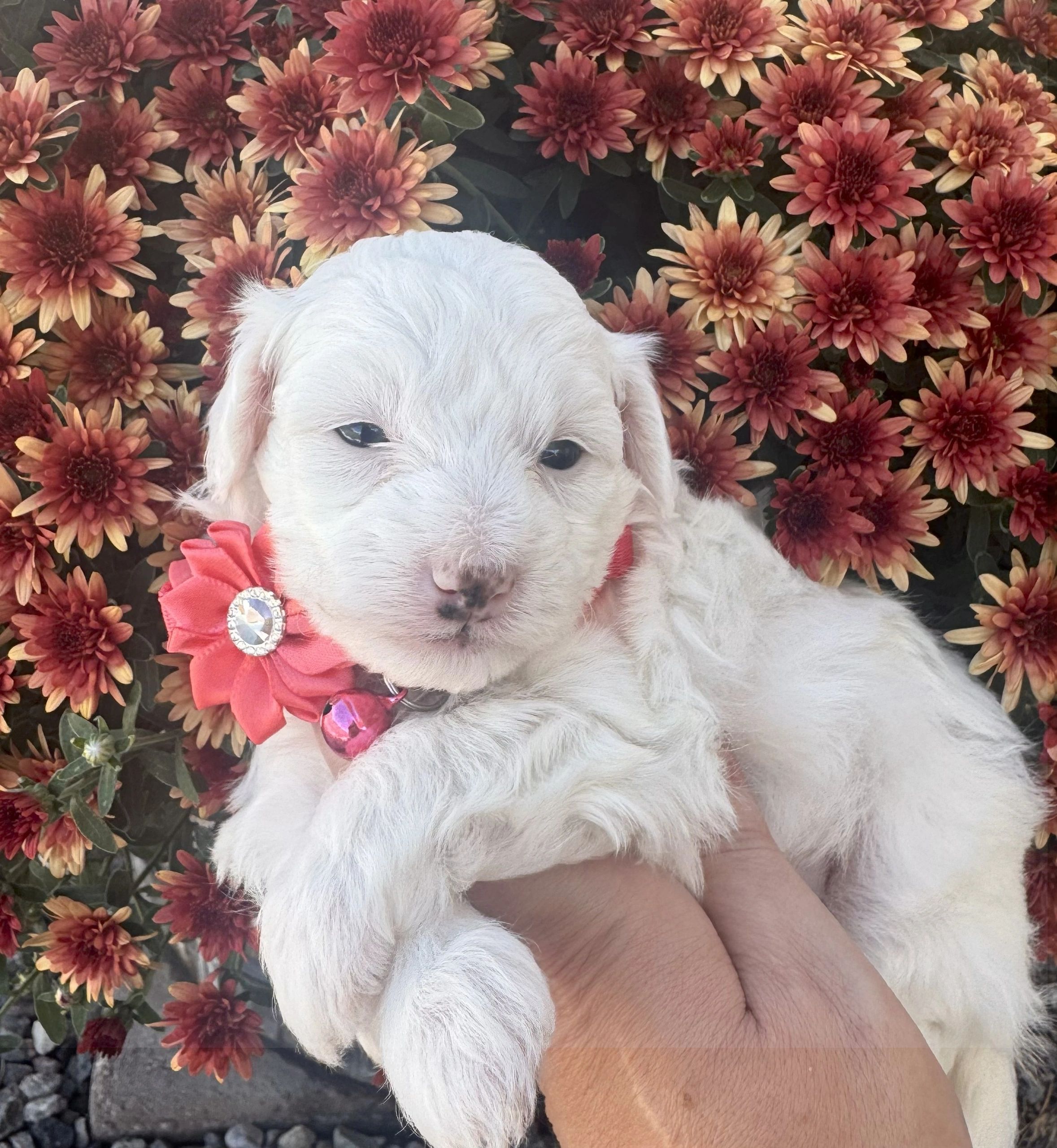 White puppy with pink flower collar held against fall flowers.