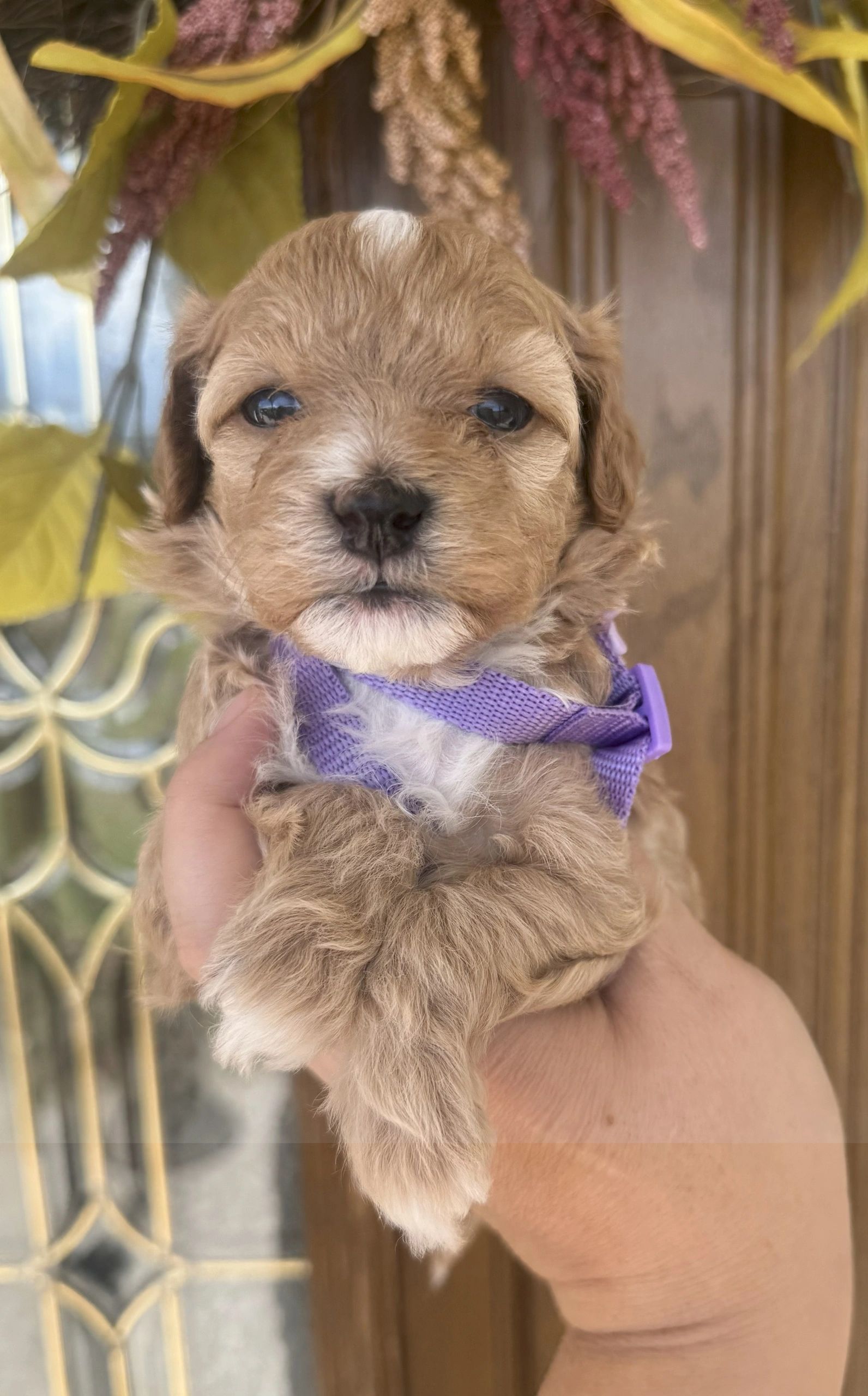 Cute small puppy with a purple collar held in hand.