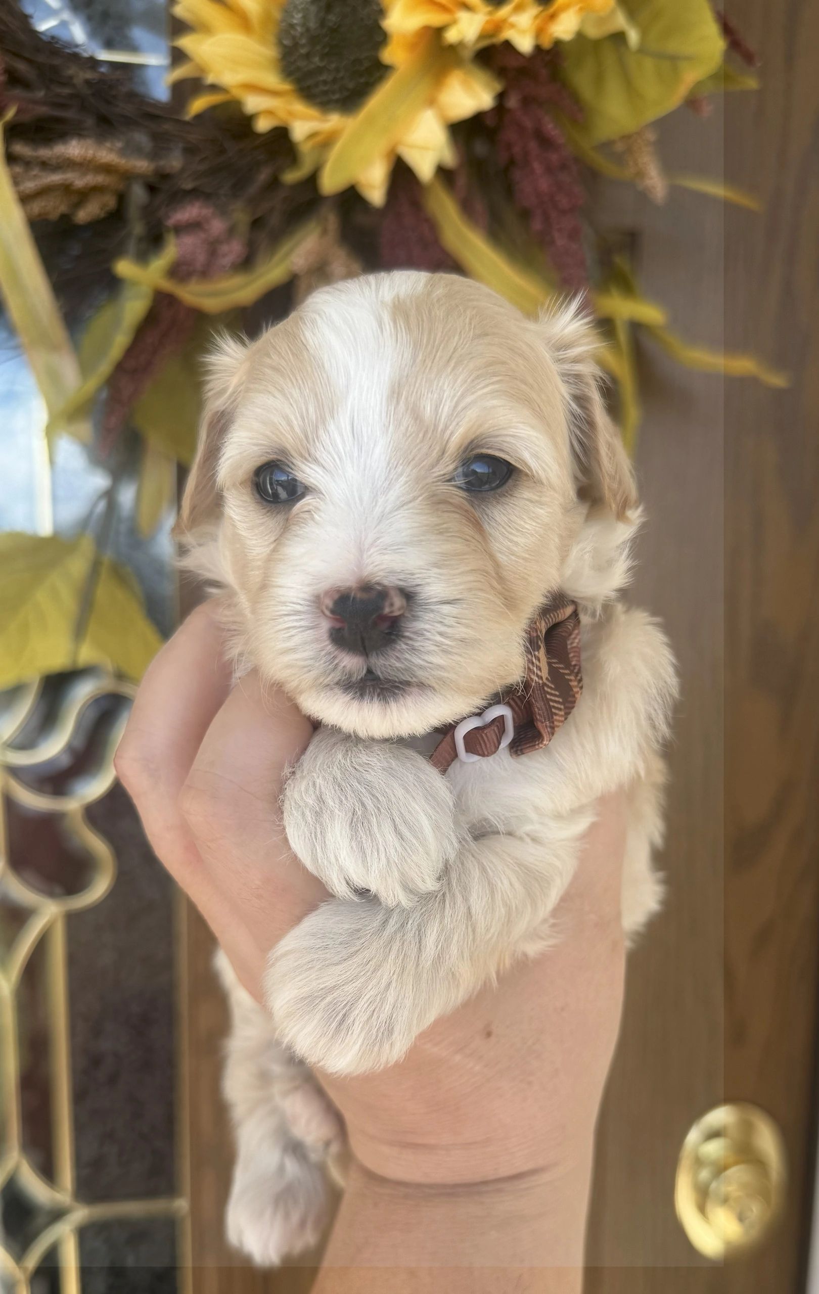 Close-up of a cute puppy with a sunflower in the background.