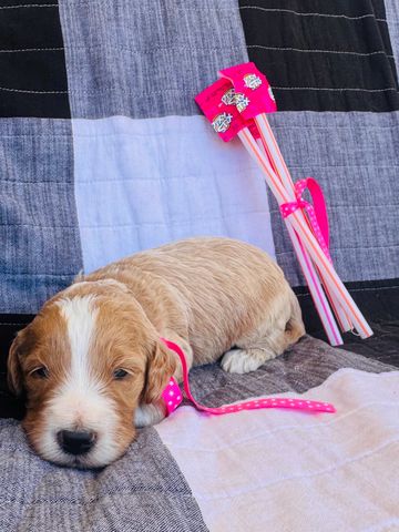 Adorable puppy resting with pink ribbons beside it.