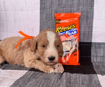 Cute puppy lying next to Reese's Peanut Butter Bar.