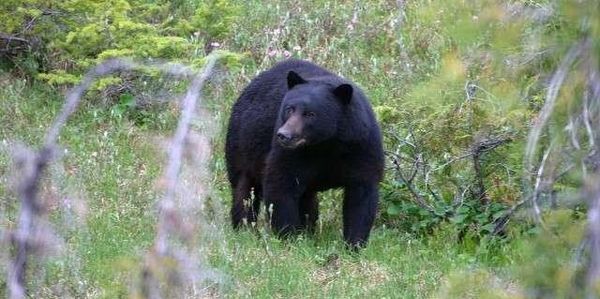 Spring Bear Hunts Cancelled in Washington State