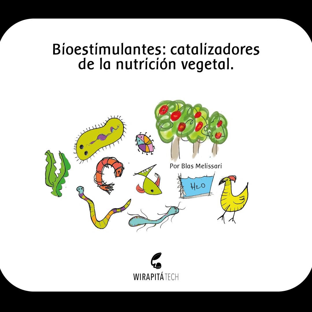 Bioestimulantes: catalizadores de la nutrición vegetal
