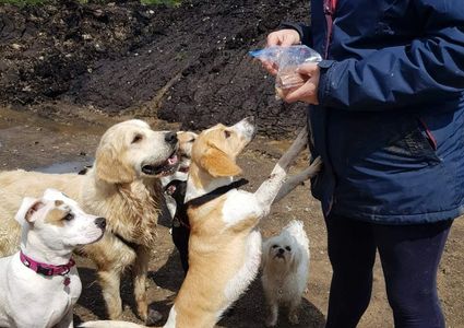 puppy, dog, pets, walking