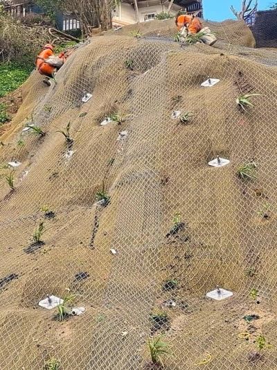 Workers securing a slope with netting and plants.