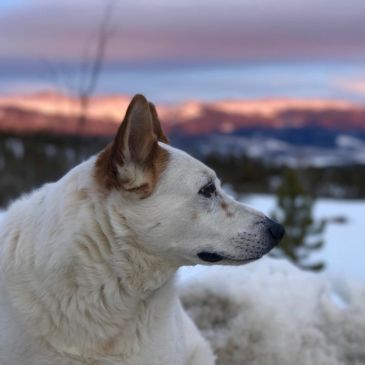 White dog looking at snowy mountains at sunset.