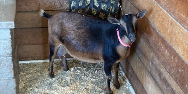 Brown and black goat with a pink collar inside a wooden pen.
