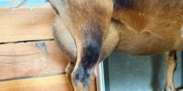 Close-up of a dog's swollen testicle.