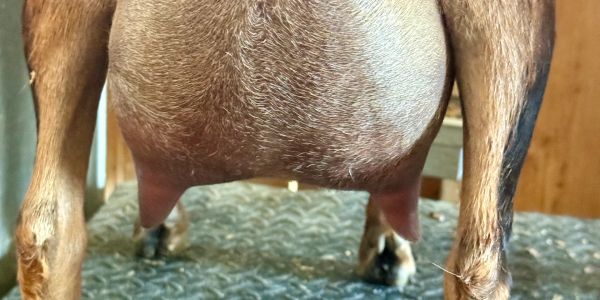 Close-up of a goat's udder with teats.