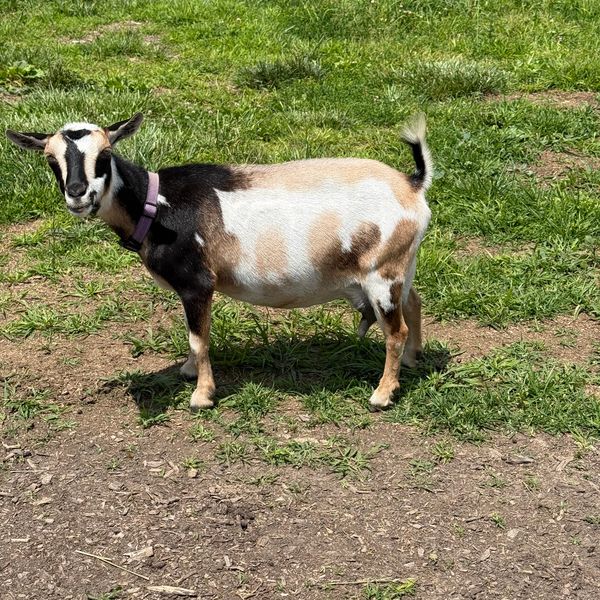 A multicolored goat standing on grass.