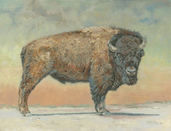 Bison