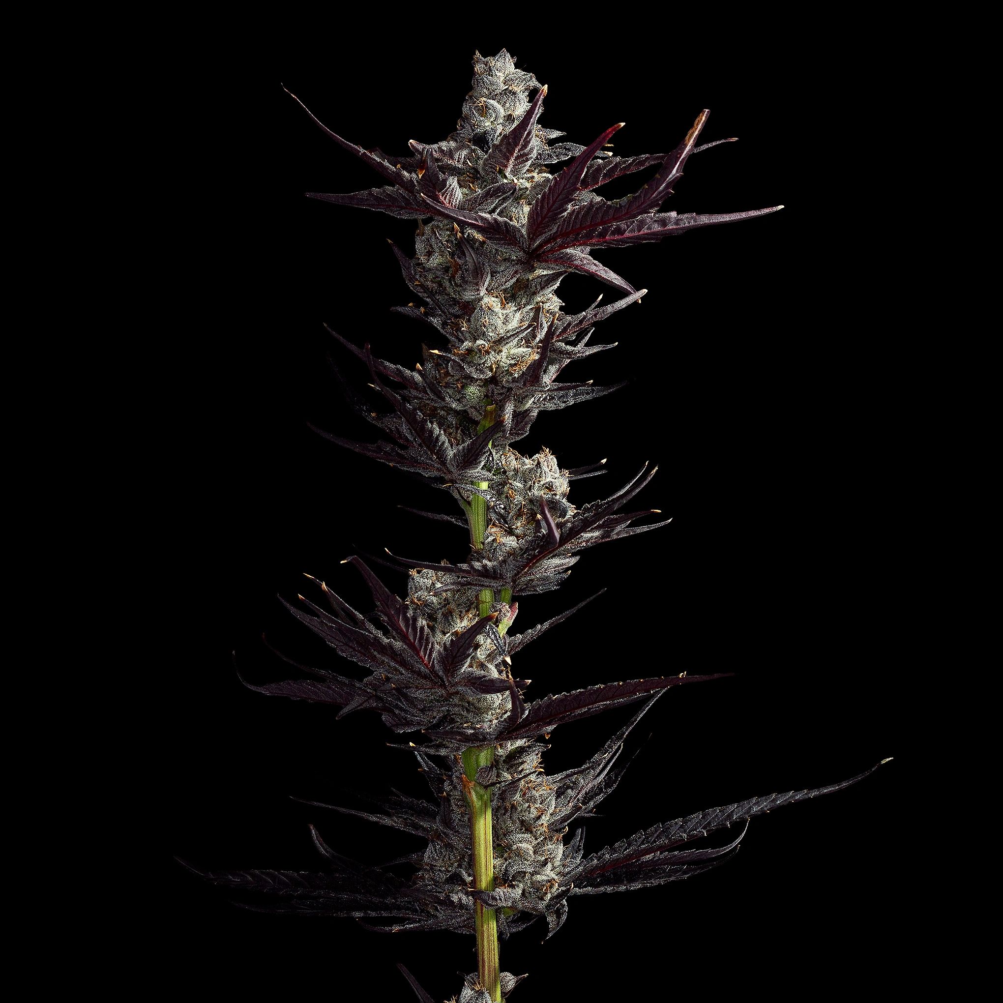 //img1.wsimg.com/isteam/ip/84ea0e18-7395-4282-b4a6-686abe2c815f/Stealth%20Bomber%20-%20Fresh%20Plant%20-%202%20-%20Kensimagery.jpg/:/rs=w:1300,h:800