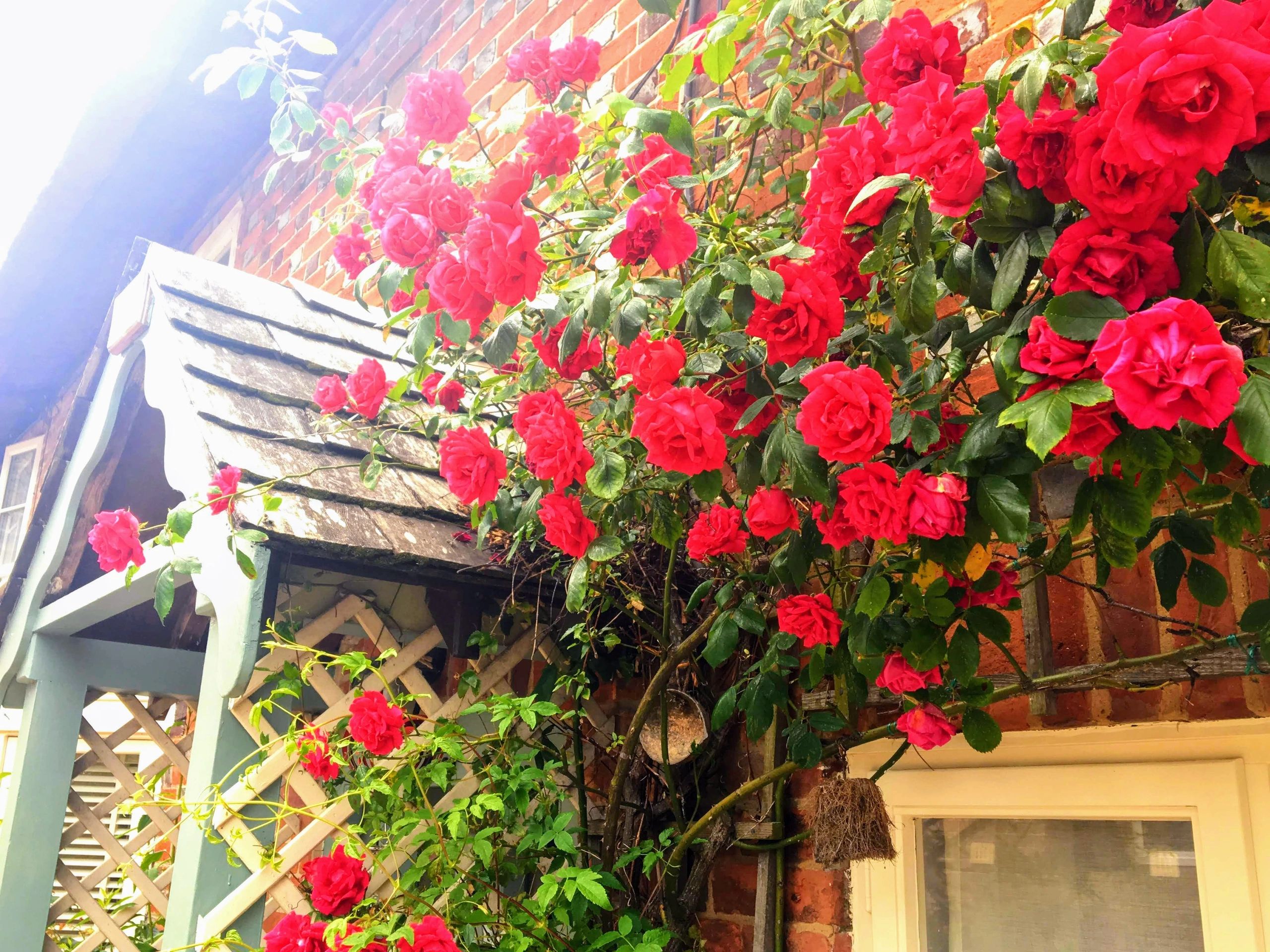 Pewsey Cottage Holiday Cottage for Rental, Thatched Cottage