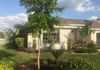 Black olive tree planted as a focal point as well as to serve as shade for underlying plantings
