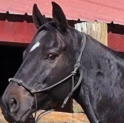 Close-up of a black horse's head with a halter.