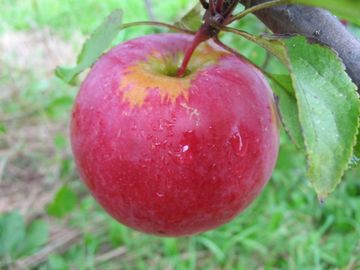 Honeycrisp Apple – Lautenbach's Orchard Country