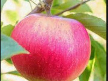 Honeycrisp Apple – Lautenbach's Orchard Country