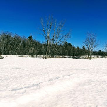 Snow-covered field with trees and clear blue sky.