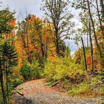 Winding path through colorful autumn forest.