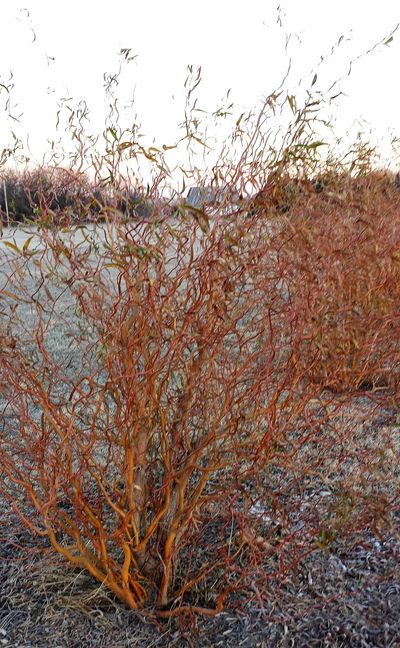 Curly willow in the fall. 

