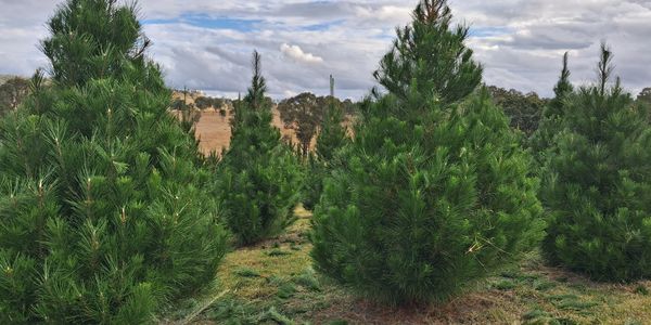 Real Christmas tree s Brisbane
Ipswich Logan Gold Coast Toowoomba