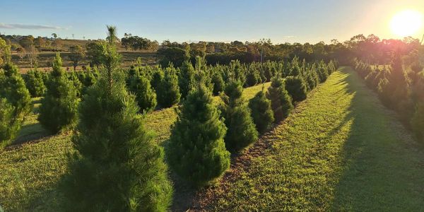 Real christmas tree farm
Brisbane valley Christmas tree farm
Ipswich real Christmas trees