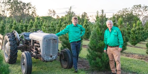 Real Christmas tree farm Brisbane
Real Christmas trees Ipswich
Brisbane Christmas trees