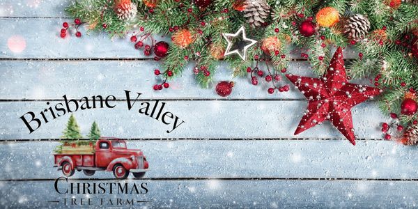 Real Christmas tree farm Brisbane