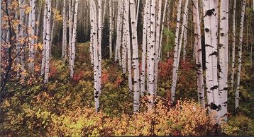 A serene forest of white birch trees with autumn foliage.