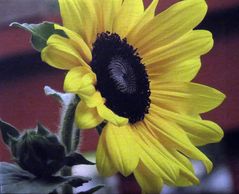 Bright yellow sunflower with a dark center in bloom.