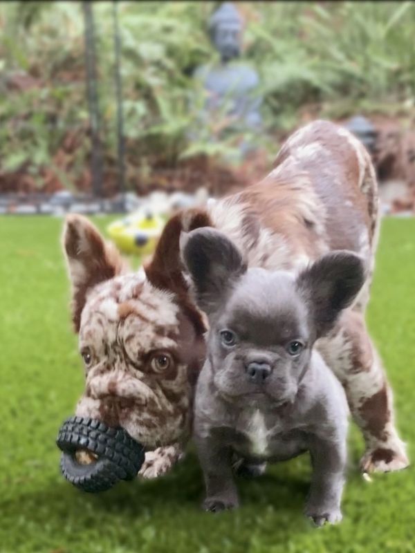 Frenchie puppies