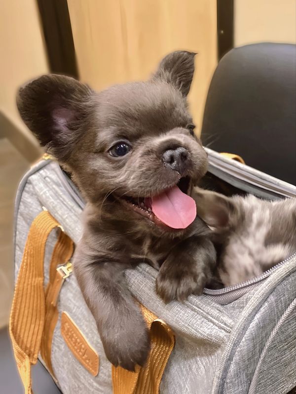 French bulldog breeder folsom