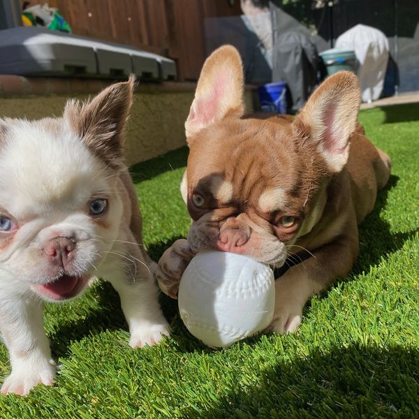 Two adorable puppies playing on green grass, one chewing a white ball.