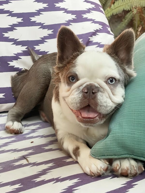 Happy French Bulldog lying on a patterned couch with a green pillow.