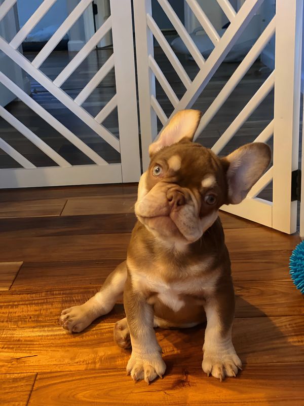 Adorable French Bulldog puppy sitting on wooden floor with head tilted.