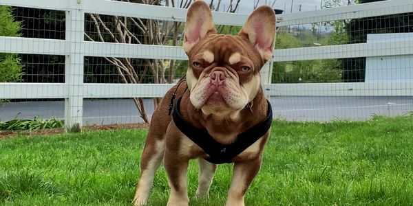 French bulldog stud service