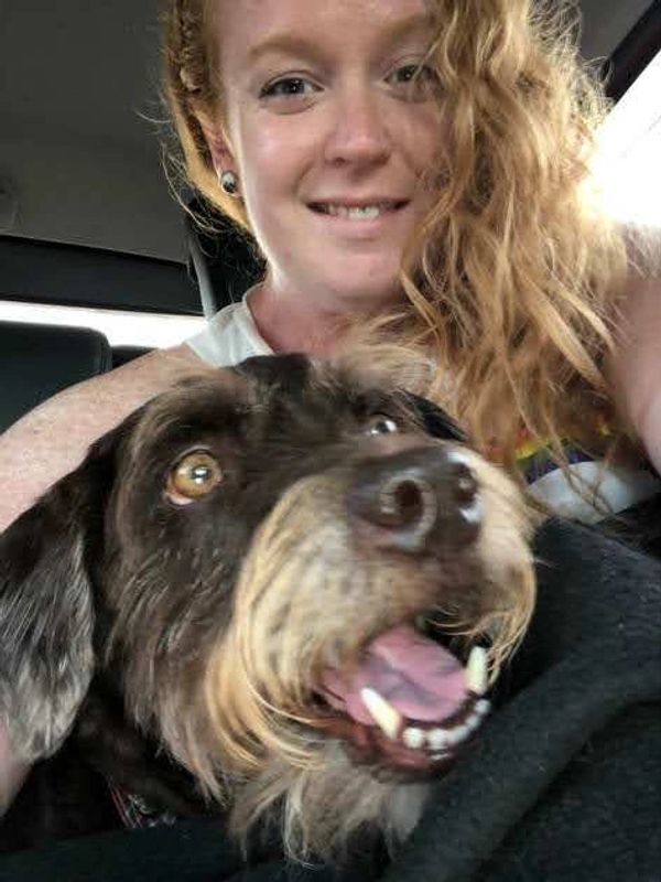 Animal Lovers Pet Care Pet Care Walks Visits, Pet Sitting Dogs Cats