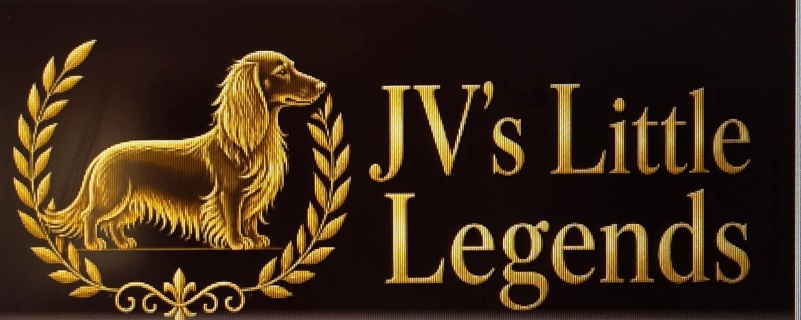 JV'S Little Legends Dachshunds