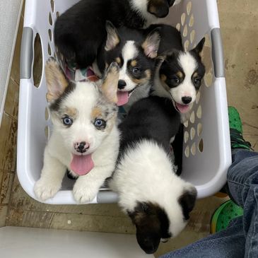 A Group of Puppies in a White Color Tub