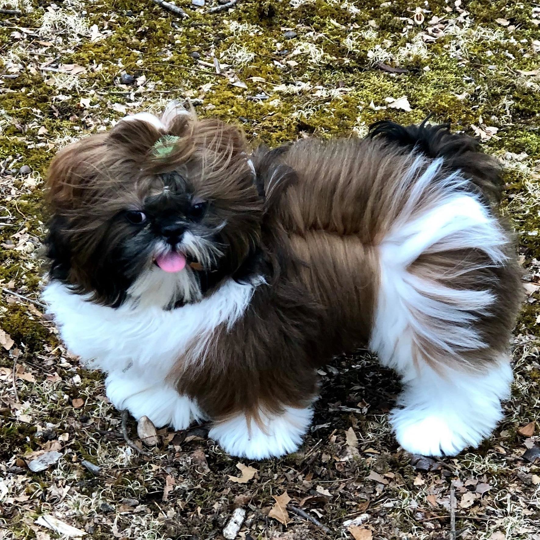 A Few Shih Tzu Health Concerns