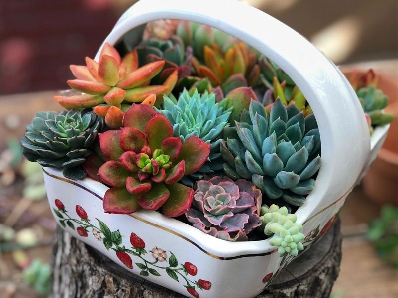 Flowering Succulent Plants 60 Variety Succulent Starter Leaves For  Propagation - Plus Bonus Surprise! Plant Starters