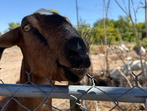 Albuquerque Weed Removal, Goat Grazing Service, Goat Clearing Service, Goat Rental, Weed Management Services
