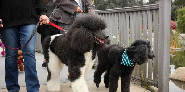 Major & Teeny Merce at the Poodle Extravaganza