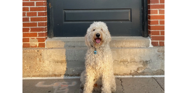 Gretzky, the goldendoodle of Dood Wellness, Personal Training, and Nutrition Planning.